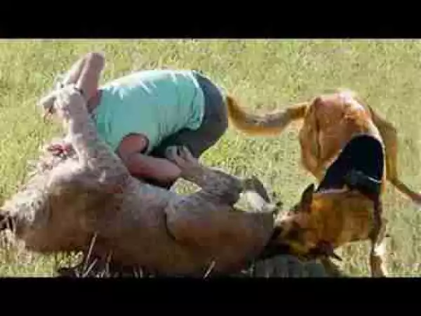 Video: Best of Extreme Trained & Disciplined Dogs